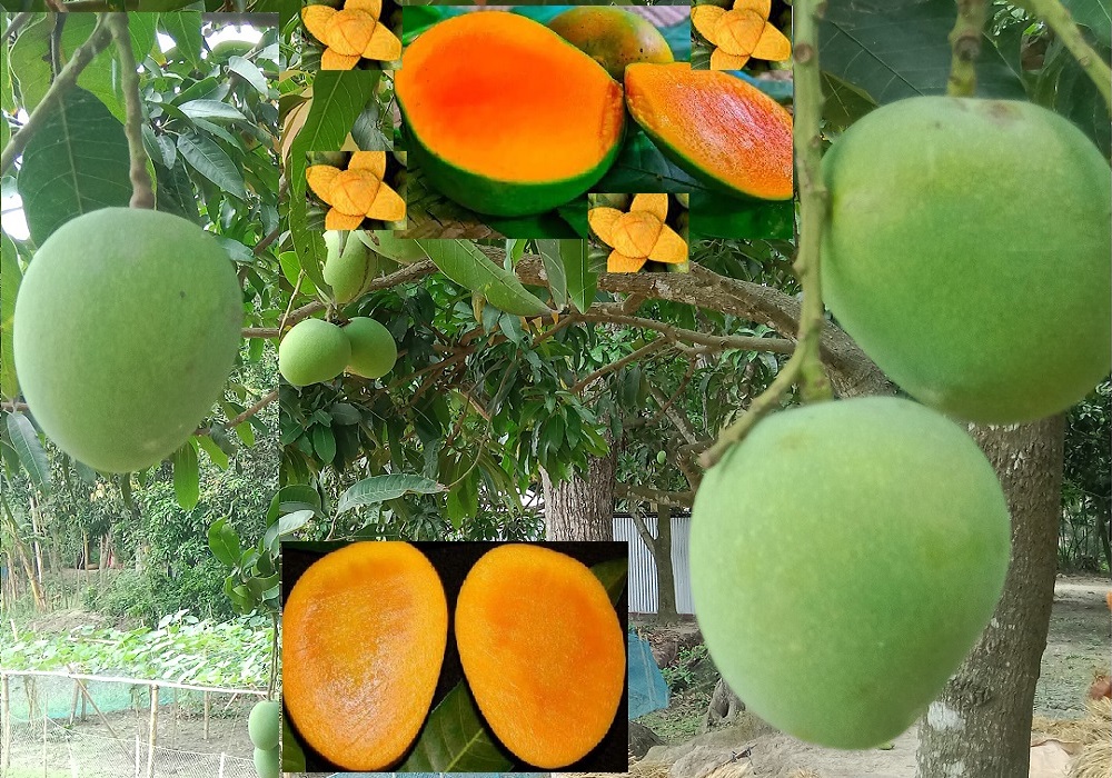 আমের রাজা হিমসাগর আম