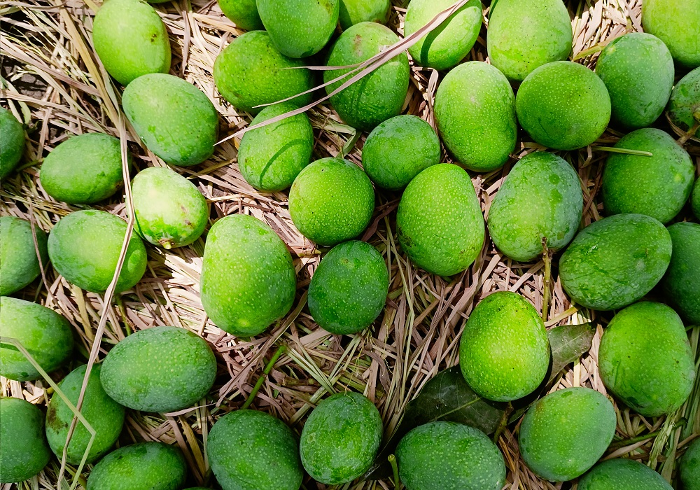 নিজস্ব বাগান থেকে অর্ডারি আম নমানো হচ্ছে গোপালভোগ আম