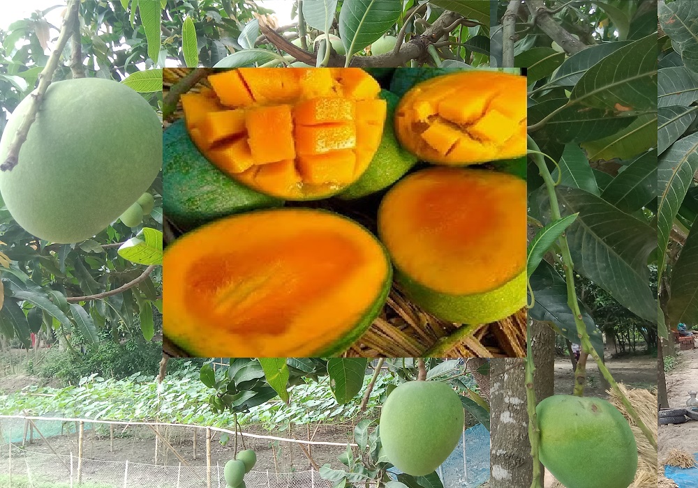বাংলাদেশের আমের রাজ্য রাজশাহীর হিমসাগর আম